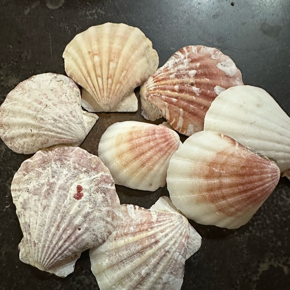 Scallop sea shells